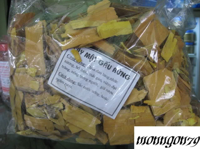 Cây mật gấu rừng (Hùng đởm thụ) - Click để xem to hơn