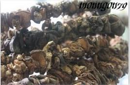 Nấm hương rừng